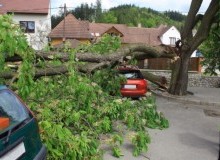 Kwikfynd Tree Cutting Services
murrabitwest